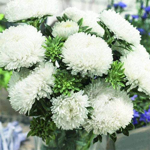 Семена Астра Florium Сиринга Белая (11820)