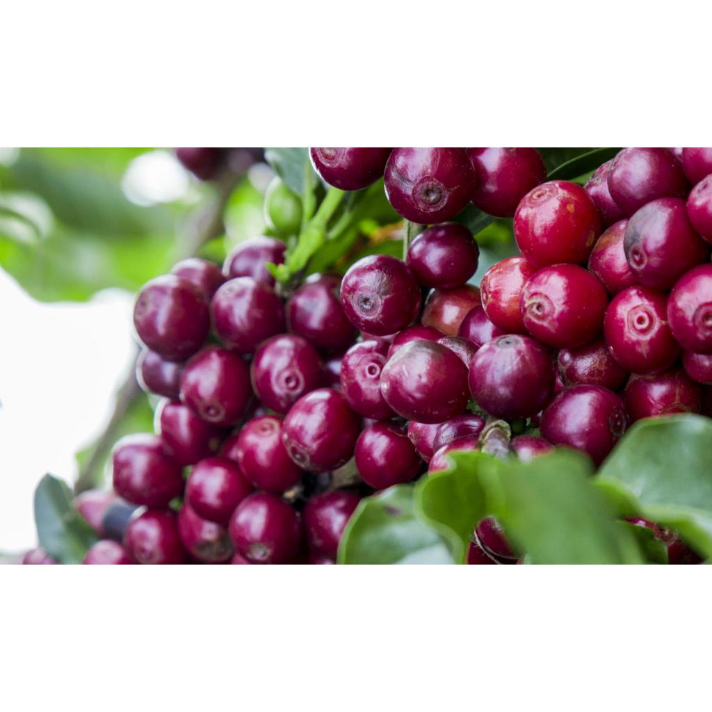 Кава свіжообсмажена робуста india cherry 500 г (168-65104) - фото 4