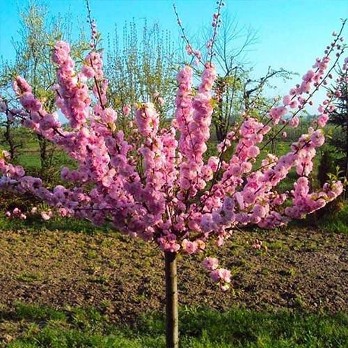 Саженец миндаля на штамбе Трехлопастный привитый 2-летний (2928164106)
