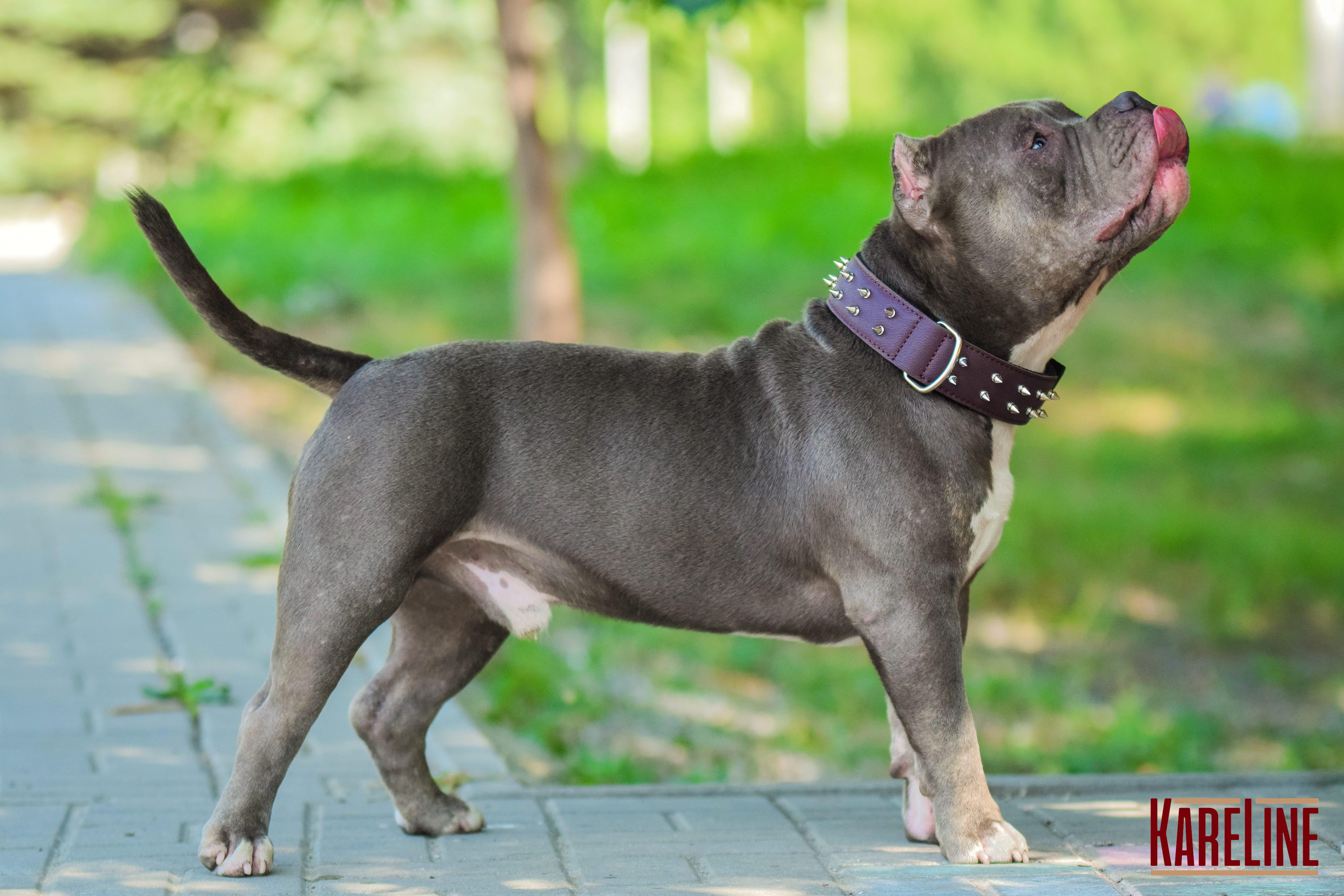 Ошейник KareLine и натуральной кожи с шипами 35 мм 410-510 мм (6606/12) - фото 6 Ошейник KareLine и натуральной кожи с шипами 35 мм 410-510 мм (6606/12) - фото 6