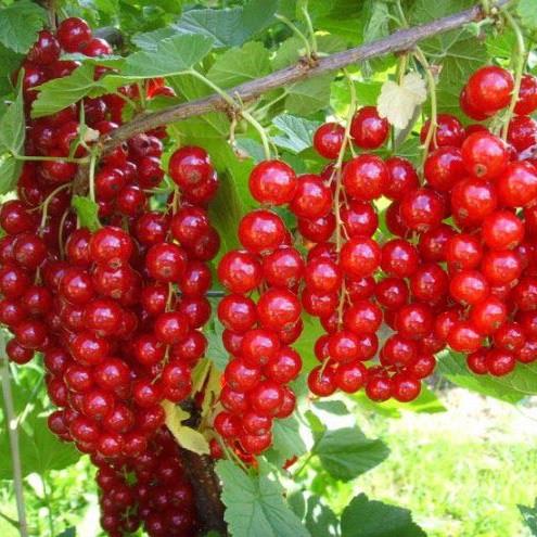 Саджанець смородини червоної Каскад рання (644543960) - фото 3 Саджанець смородини червоної Каскад рання (644543960) - фото 3