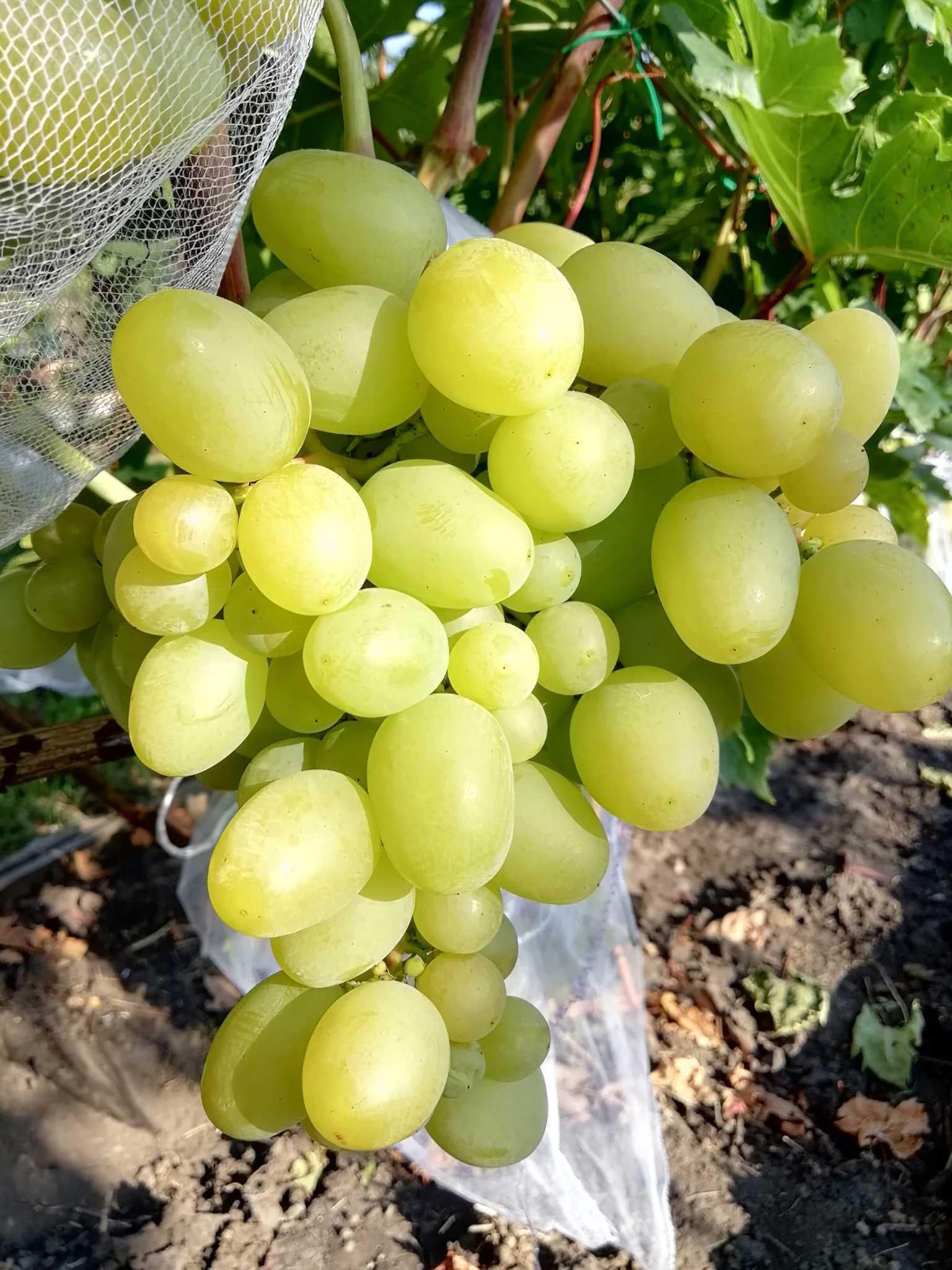 Саженец Виноград Кишмиш Прелесть 3 шт. (38288138)
