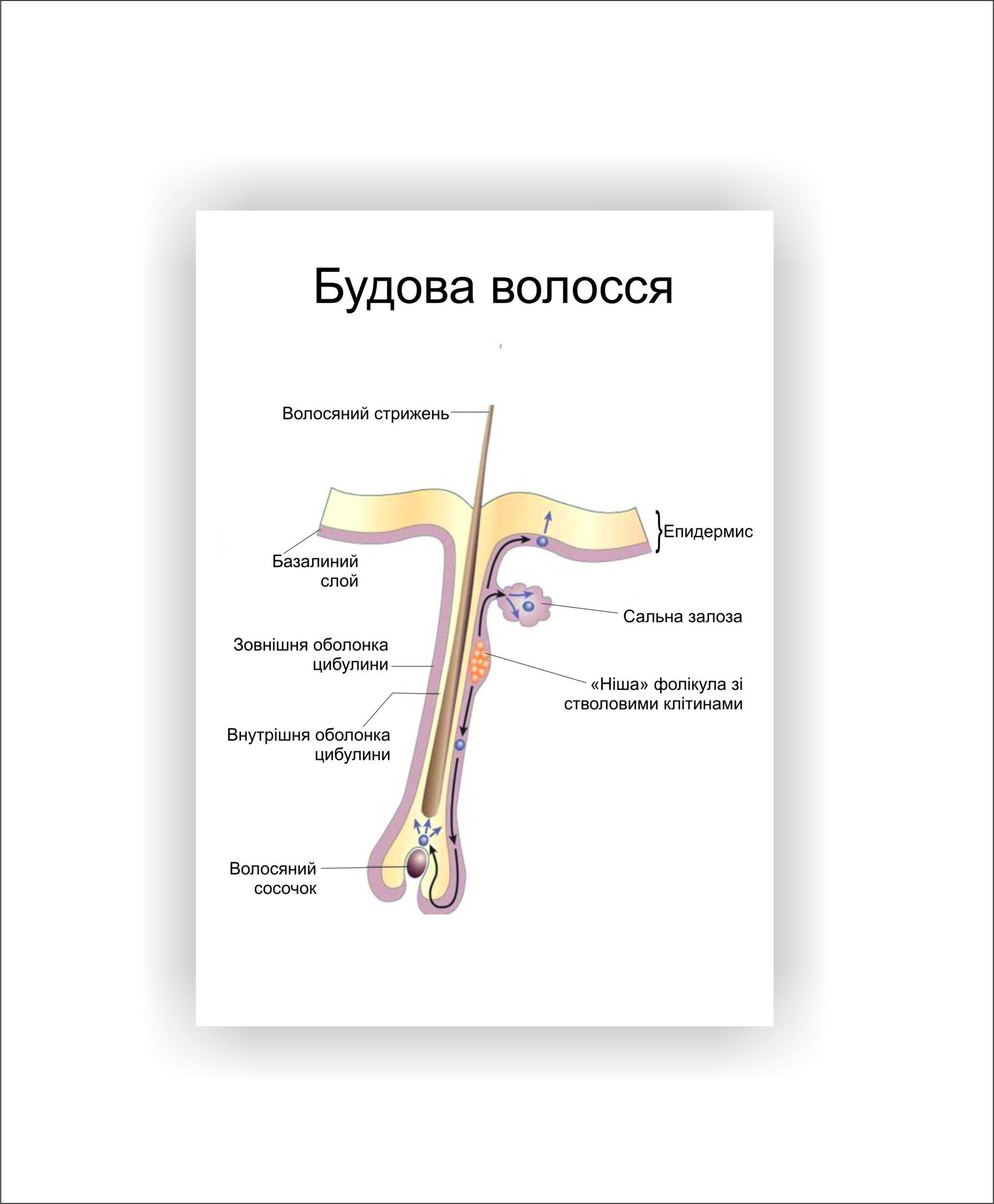 Плакат Vivay Строение волос 60х80 см (25632547)