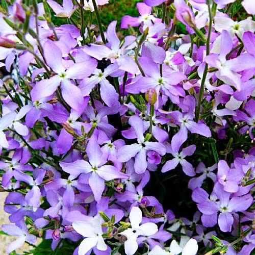 Насіння Матіола бікорніс Florium Вечірній Аромат (7184) - фото 2 Насіння Матіола бікорніс Florium Вечірній Аромат (7184) - фото 2