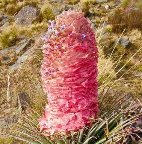 Насіння Puya weberiana 5 шт. Рожевий (2178653374) - фото 3