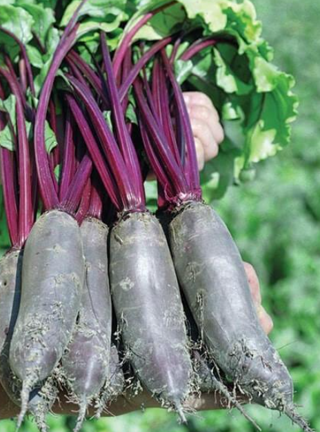 Семена свеклы Таунус F1 Bejo Zaden Бейо Голландия 5 г