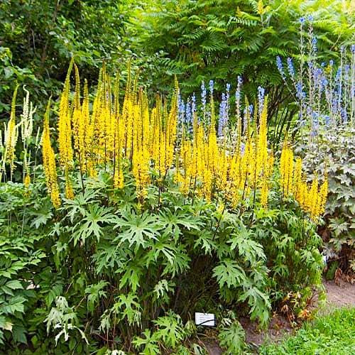 Лигулярия Florium Пржевальского (3802)