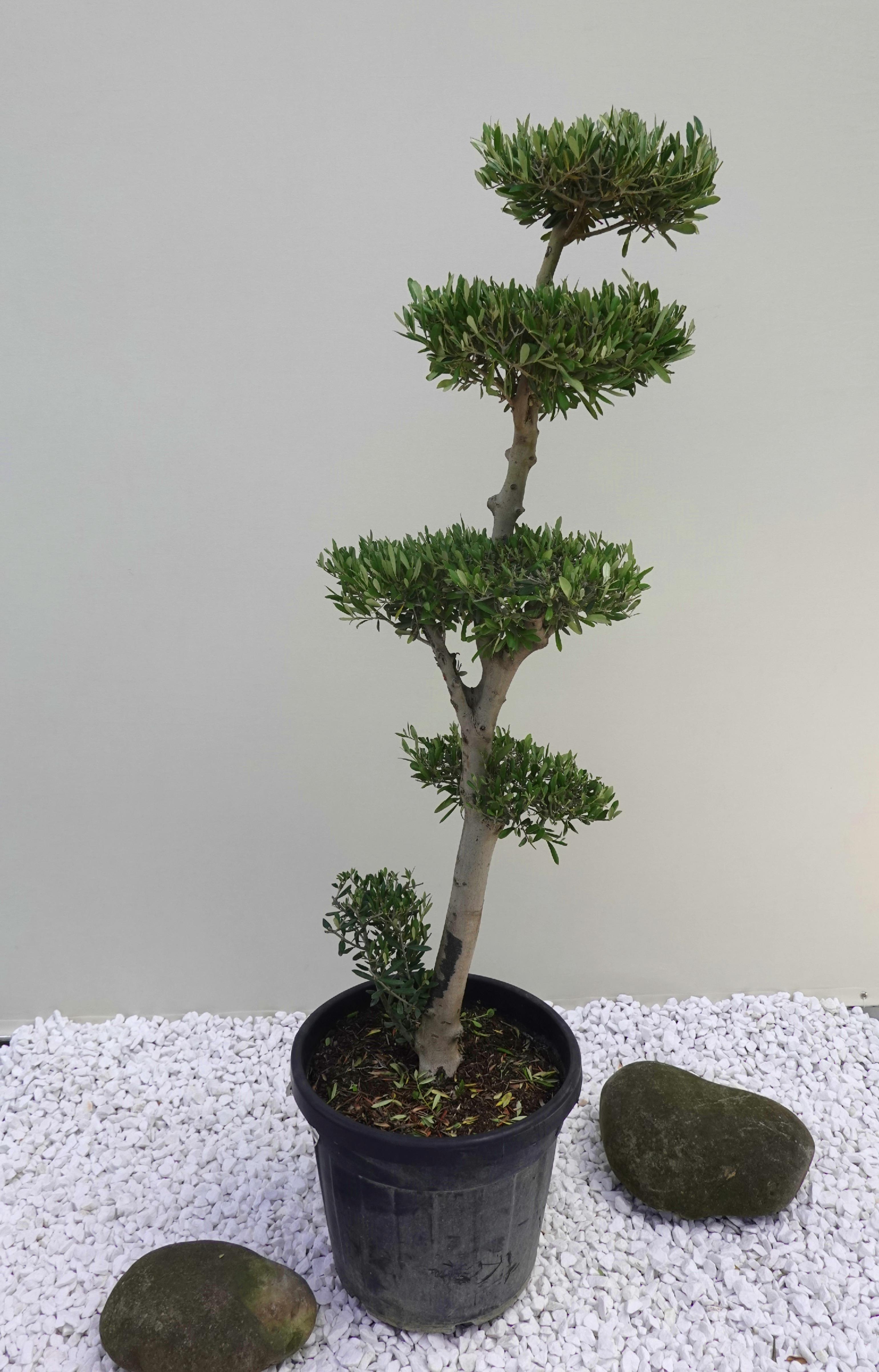 Оливковое дерево Bonsai Pon-Pon Arbequina 200 см