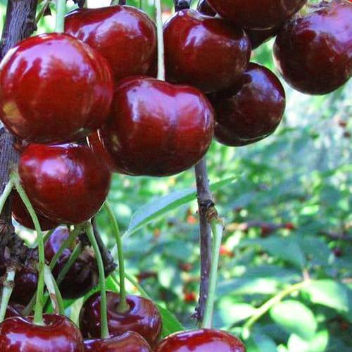 Сажанец Вишня карликовая шаровидная Ожидание Эксклюзив (37368)