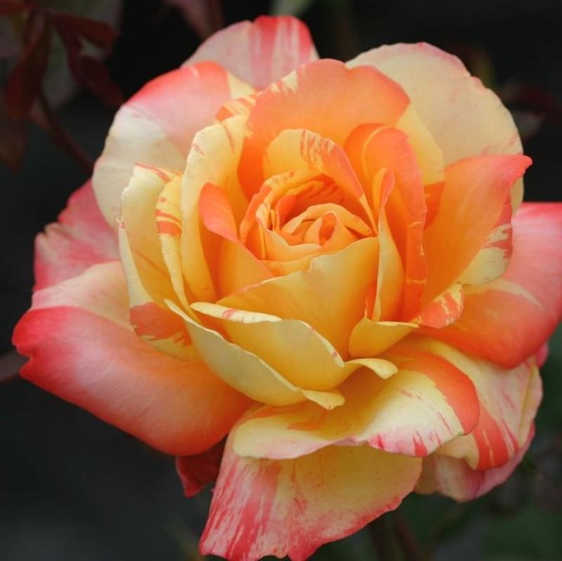 Роза Marvelle/Tropicalrn Sunset Чайно-гибридная в контейнере (2669460551)
