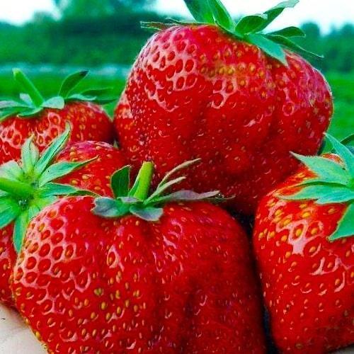 Сажанец Клубника Хуми Гранде Humi Grande средний срок созревания 5 шт. (44695)