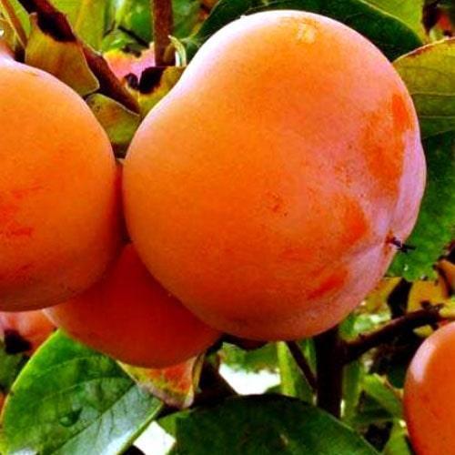 Сажанец Хурма на виргинском морозостойком подвое Персимон высший сорт (50077)