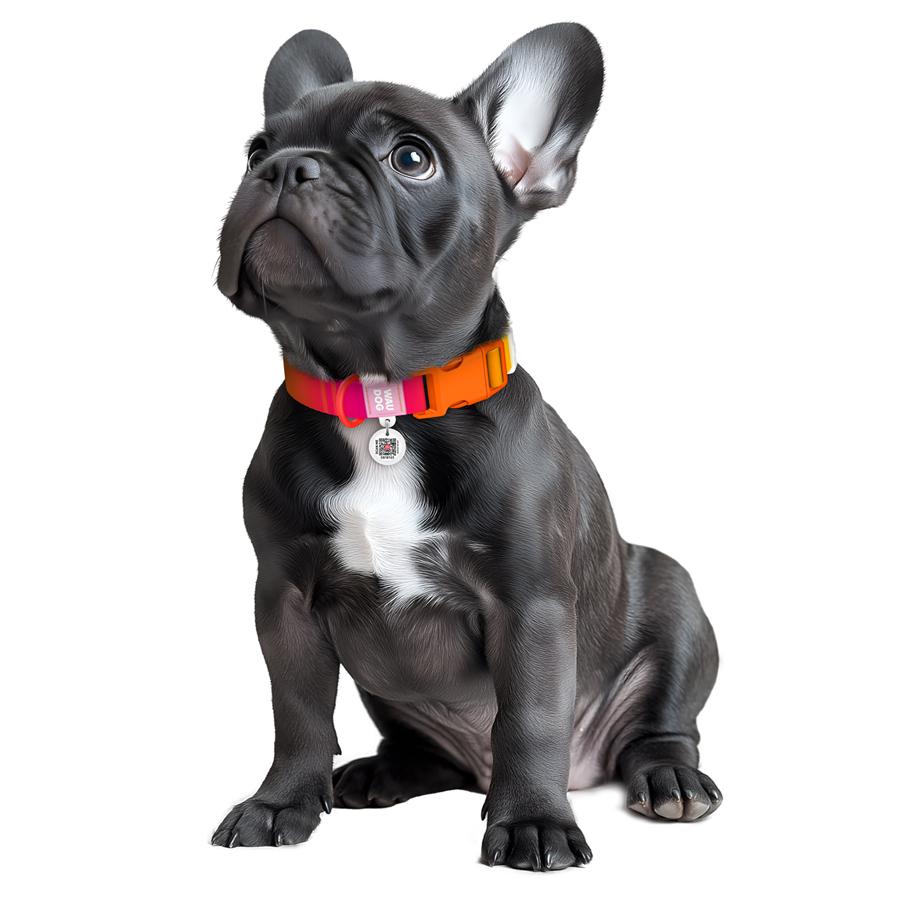 Ошейник для собак с QR-паспортом Waudog Nylon Recycled Градиент пластиковый фастекс XL 25 мм 37-58 см Orange (47034) - фото 4 Ошейник для собак с QR-паспортом Waudog Nylon Recycled Градиент пластиковый фастекс XL 25 мм 37-58 см Orange (47034) - фото 4