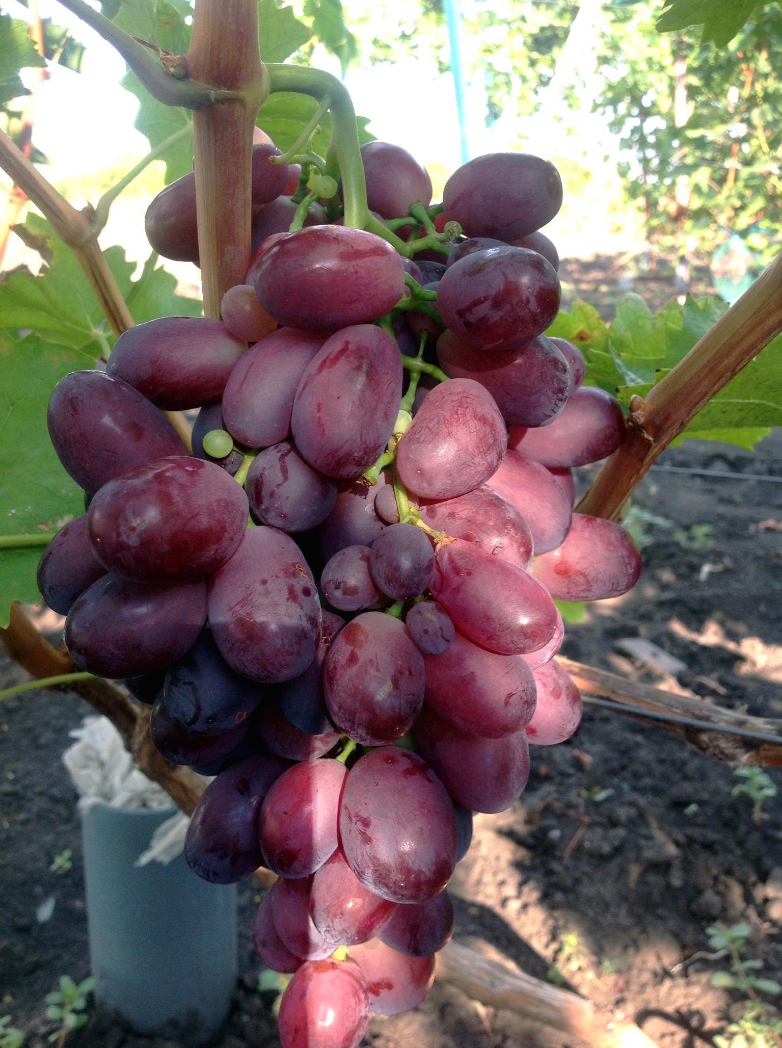 Саженец Виноград Анатолий 3 шт. (38286329)