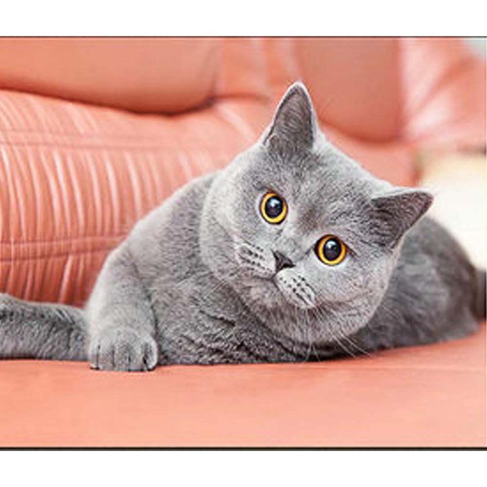 Алмазная мозаика Strateg Премиум Британская кошка 30x40 см (Str-HEG86888)