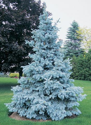 Саджанець Ялина блакитна Глаука Glauca 3 шт.