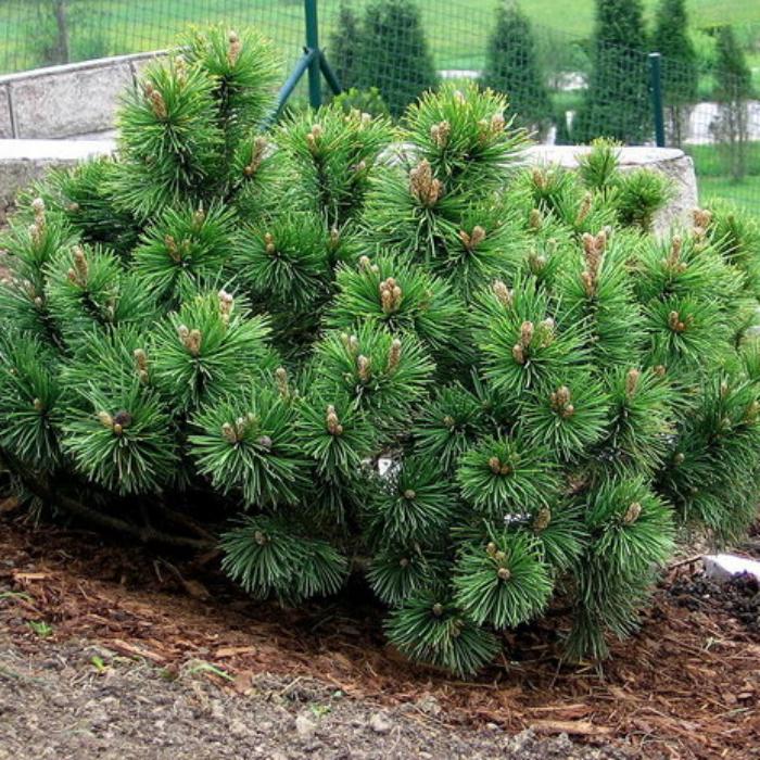 Сосна Крымская Pinus nigra 3 шт. (38284807)