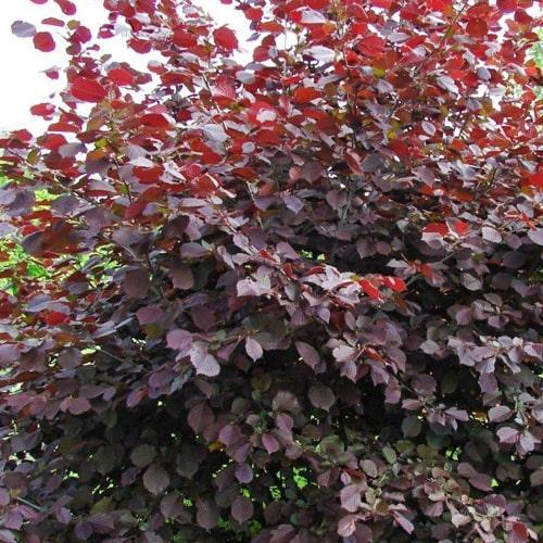 Саджанець LMTD Фундук червонолистий Siren 50-70 см (185687) Саджанець LMTD Фундук червонолистий Siren 50-70 см (185687)