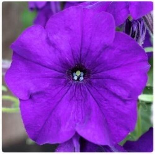 Семена цветов Петуния ампельная Hang Out F1 Blue Floranova 100 шт. (BN12120-2)