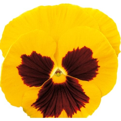 Семена цветов Виола Premier Golden Yellow with Blotch Sakata 250 шт. (BN10948-2)