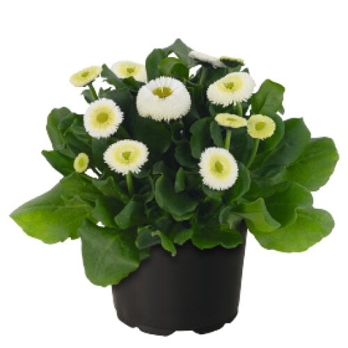 Семена цветов Маргаритка BellaDaisy White Benary 25 шт. (BN11628-4)