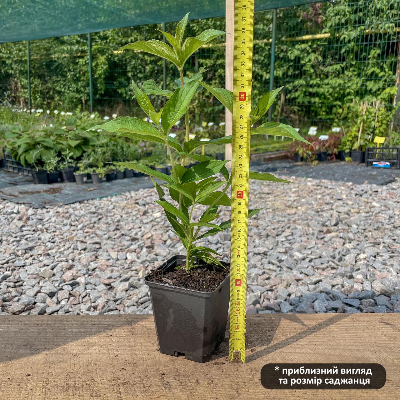 Саженец вейгелы флорида Бристол Руби Weigela florida Bristol Ruby Р9 (1107380321) - фото 2 Саженец вейгелы флорида Бристол Руби Weigela florida Bristol Ruby Р9 (1107380321) - фото 2