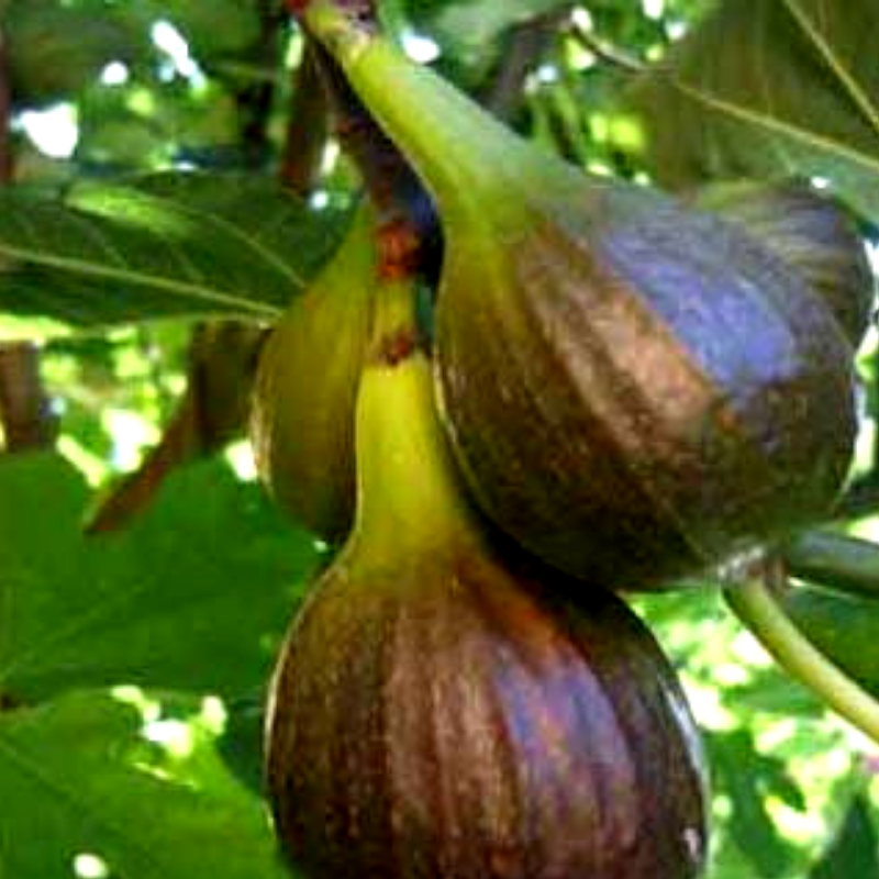 Саджанець інжиру large-fruited ремонтантний самоплідний (610712891) - фото 4