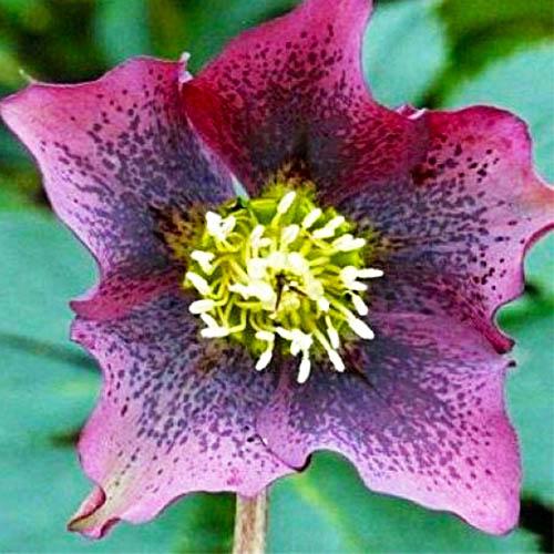 Морозник Florium Red spotted (3820) - фото 2