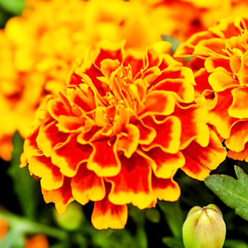 Семена Бархатцы Гигант Биколор Florium