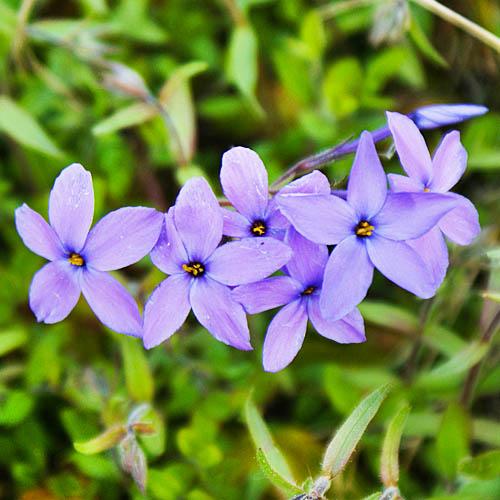 Флокс Florium Stolonifera Purpurea Purple (13103)