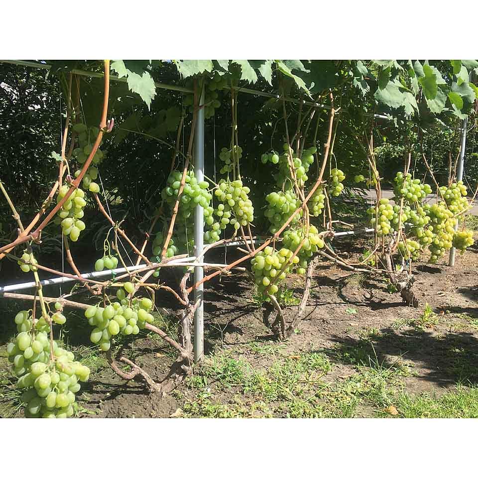 Опора для рослин шпалера садова 2800х3500 мм d 28 мм/d 12 мм (ШС-D28/D12-2800*3500) - фото 4 Опора для рослин шпалера садова 2800х3500 мм d 28 мм/d 12 мм (ШС-D28/D12-2800*3500) - фото 4