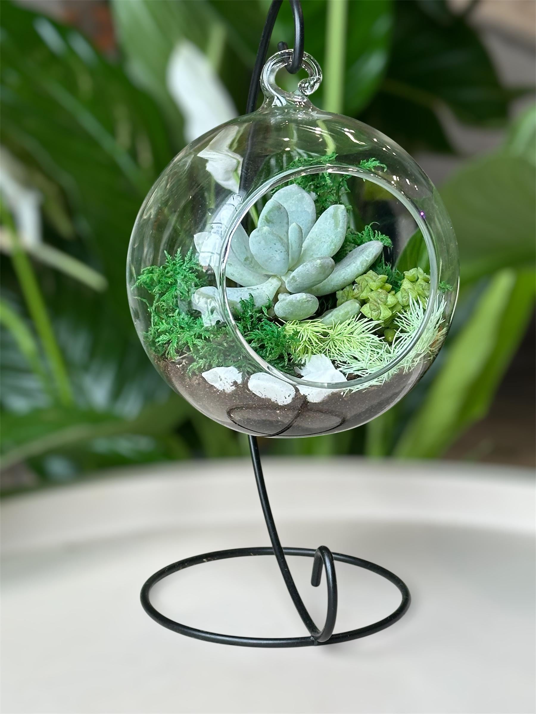 Флораріум з сукулентами Шар оазису підвісний 23 см (32302551)