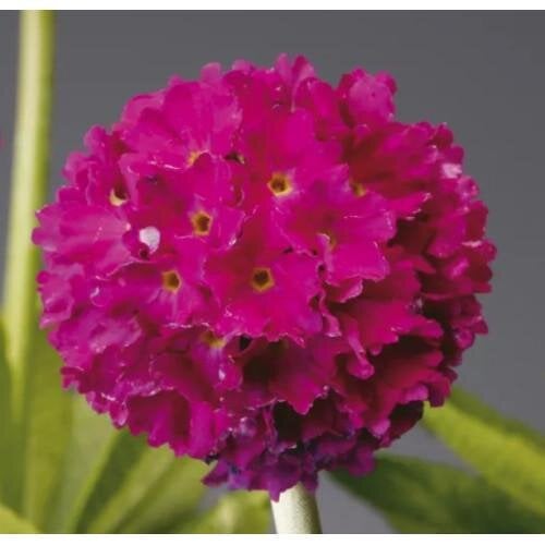 Семена цветов Примула мелкозубчатая Corolla Deep Rose Syngenta 1000 шт. (BN04474)