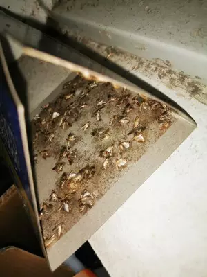 Пастка липка для харчової та кухонної молі (1725480830) - фото 2