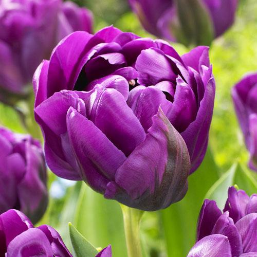 Тюльпан Florium Negrita Double (9767)