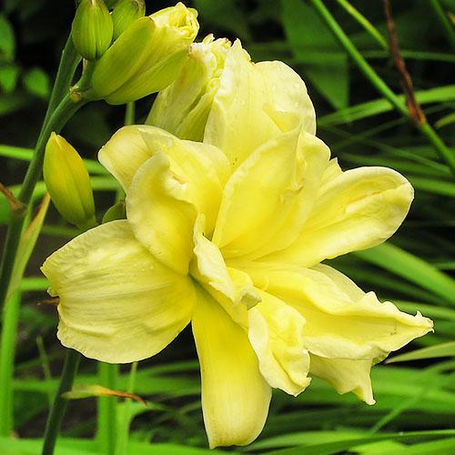 Лилейник Florium Double River Wye (6932)