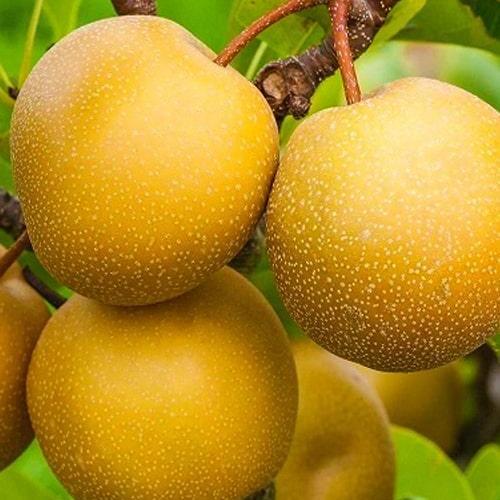 Сажанец Азиатская груша Шин Ли осенний сорт (101604)