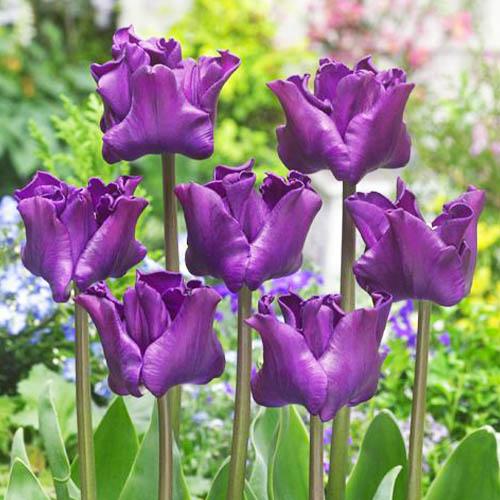 Тюльпан Florium Crown of Negrita (15128) - фото 2 Тюльпан Florium Crown of Negrita (15128) - фото 2