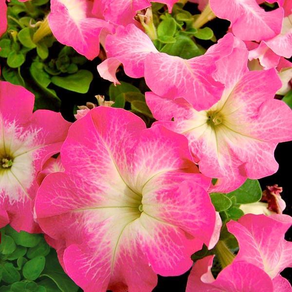 Насіння Петунія Грандіфлора Dreams Rose Morn ТД Гекса-Україна 02-01-192 1000 шт. (IR003369)