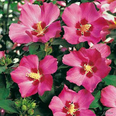 Гибискус Florium Woodbridge сирийский (2682)