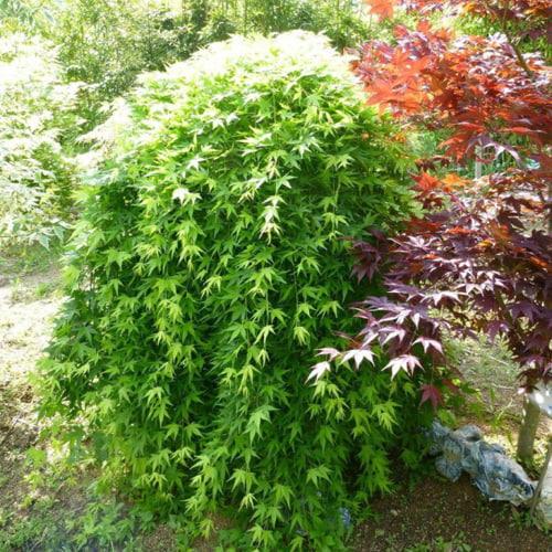 Клен японский Ryusen 35-55 см (29294257) Клен японский Ryusen 35-55 см (29294257)