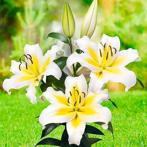 Лилия Budlight Florium - фото 2 Лилия Budlight Florium - фото 2