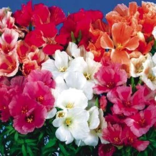 Семена цветов Кларкия Годетия Grace Mix Sakata 10 шт. (BN06620-4)