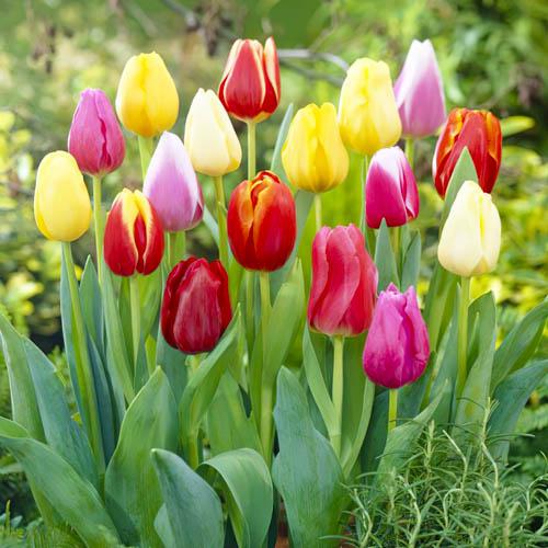 Тюльпан Florium Bouquet Mixed (19474)