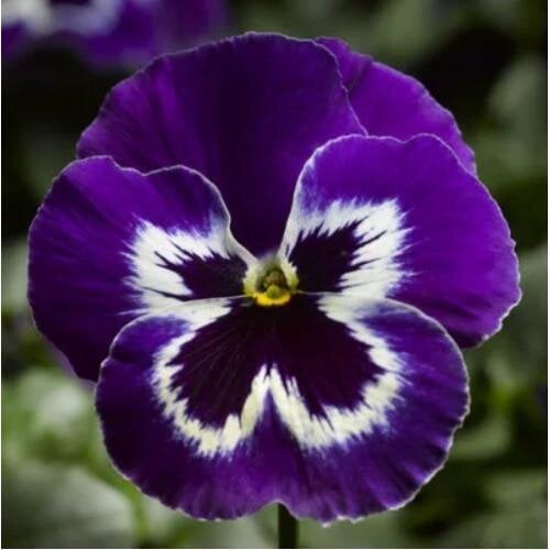 Семена цветов Viola Delta Pro F1 Violet & White Syngenta 1000 шт. (BN12398)