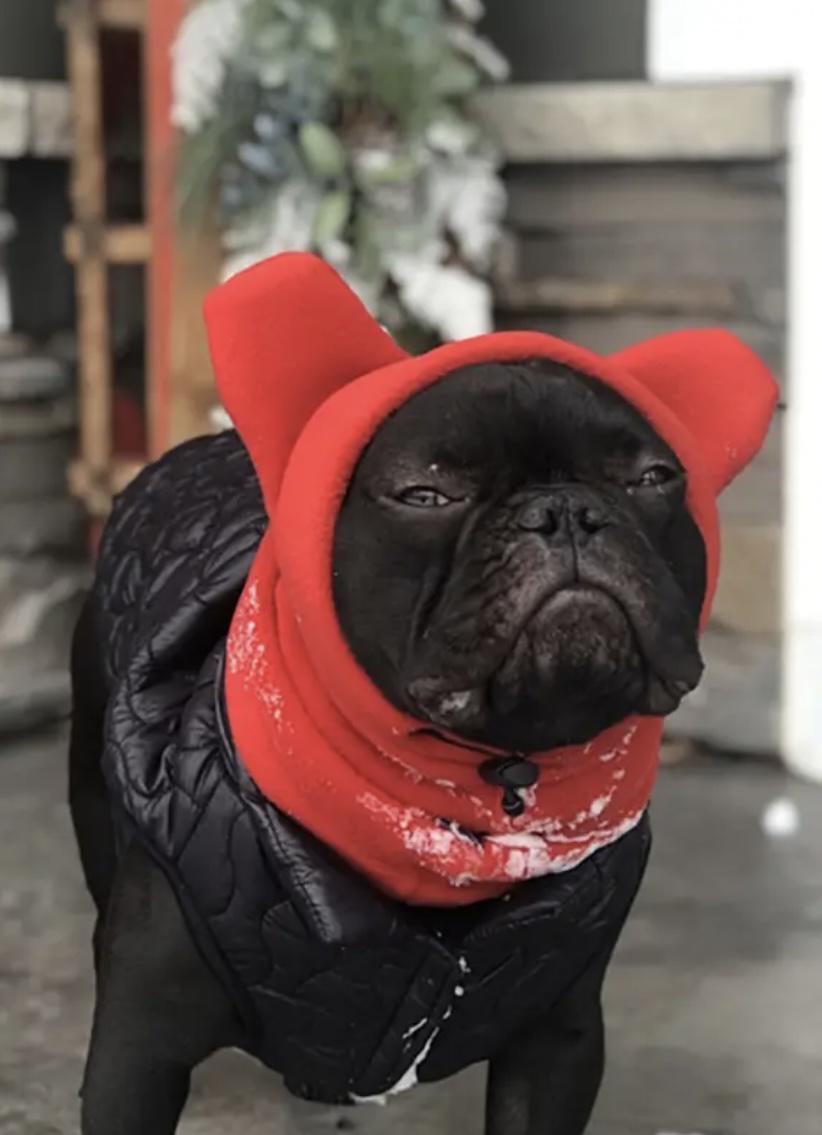 Шапка для собак зимняя BOXI M Red (546755747) - фото 2 Шапка для собак зимняя BOXI M Red (546755747) - фото 2