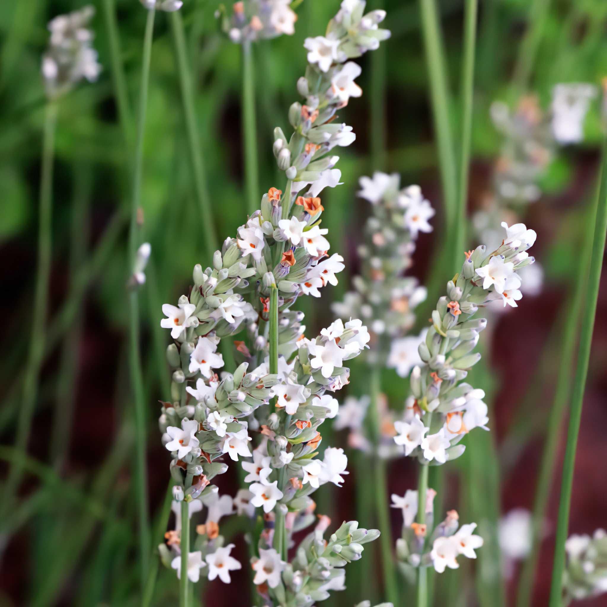 Лаванда узколистная Элеганс белая Elegans 1 шт. White (38297045)
