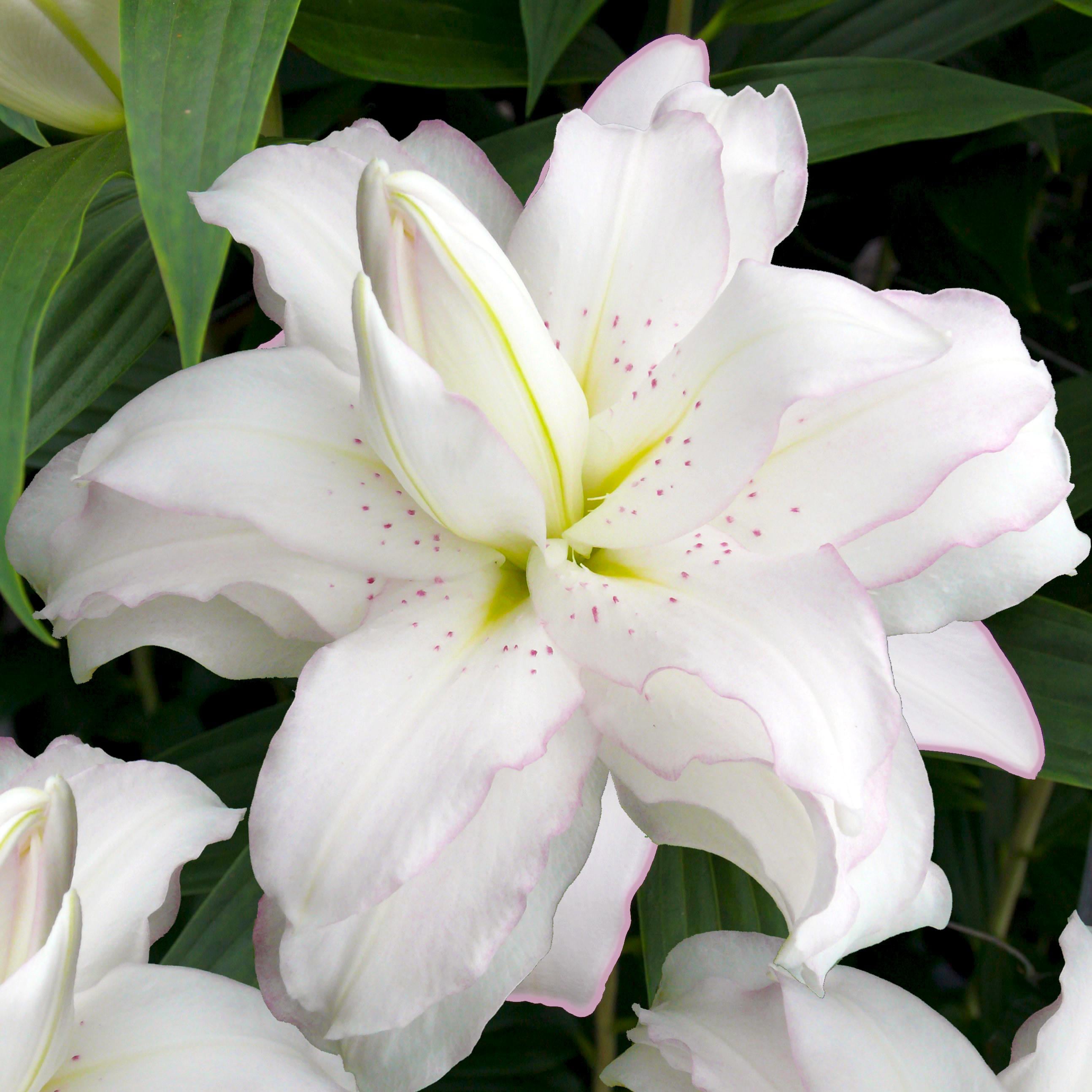 Саженцы Лилия махровая Лотус Пьюр Lotus Pure в горшке 3 шт. (38297086)