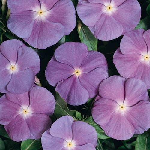 Семена цветов Катарантус Heatwave Blue with Eye Hem Genetics 10 шт. (BN09189-4)