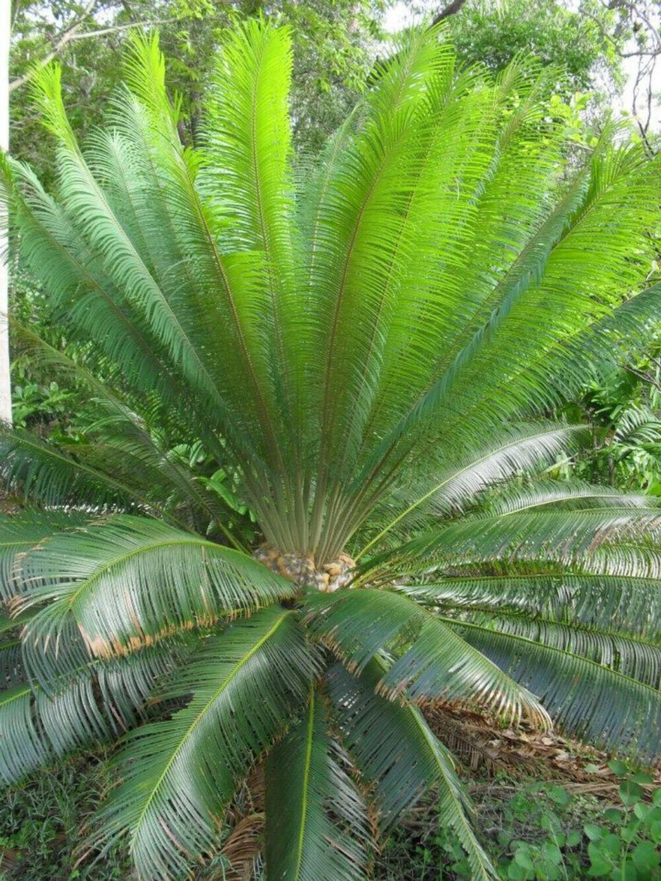 Насіння Гімалайський саговник Cycas pectinata 1 шт. (2178214806) - фото 5